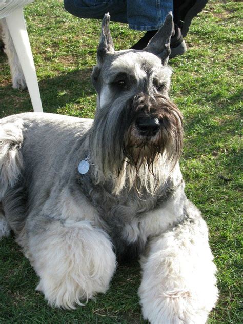 25+ best ideas about Giant schnauzer on Pinterest | Black schnauzer ...