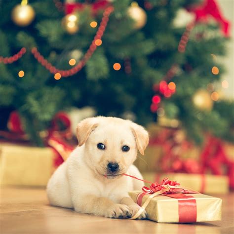 175 Festive Christmas Dog Names and Holiday Names for Pets