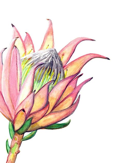 Pink Protea Print King Protea Watercolour Painting Floral | Etsy