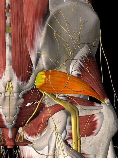 Anatomy Piriformis - Anatomical Charts & Posters