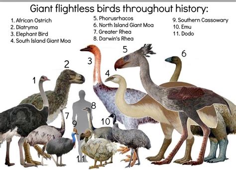 Giant flightless bird’s throughout history. | Prehistoric animals ...