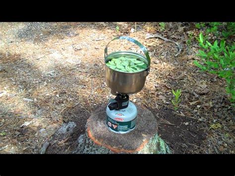 Making Wintergreen Tea - YouTube