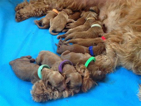 Goldendoodle Puppies Michigan Adoption : Darla Mini Goldendoodle Puppy For Sale From Gordonville ...