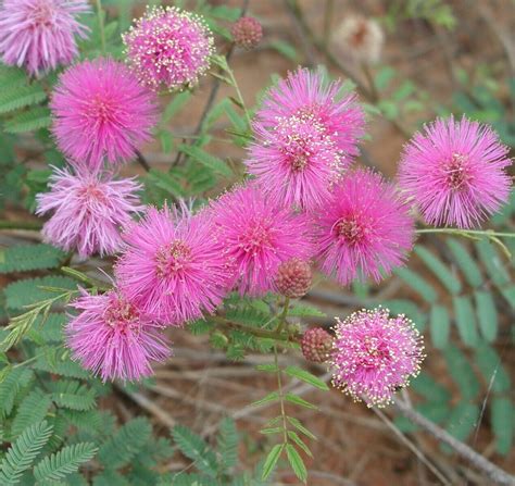 Prairie Sensitive Briar ~Mimosa nuttallii~ Hardy Plant Native Perennial ...