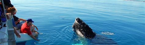 Hervey Bay Whale Watching Deals 2024 | Experience Oz