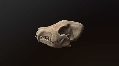 Animal Skull - Download Free 3D model by mummy-fei [573e810] - Sketchfab