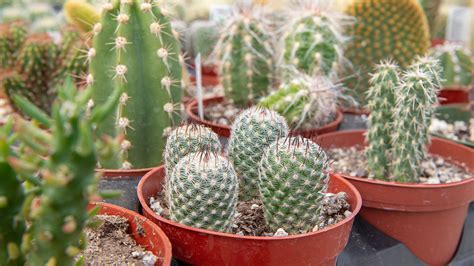 How Much Water Do Cactus Hold - A cactus (plural cacti, cactuses, or less commonly, cactus)3 is ...