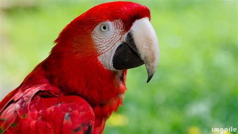 Beautiful bird red parrot Amazon jungle Download Ultra HD Desktop Wallpaper - ImgPile