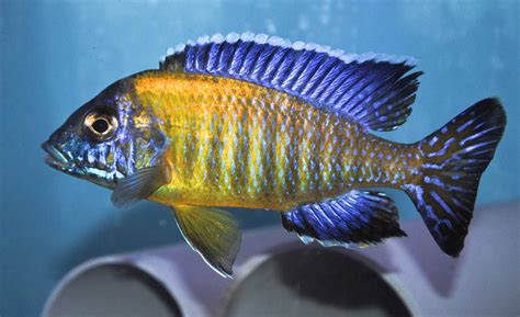 Types Of African Cichlids