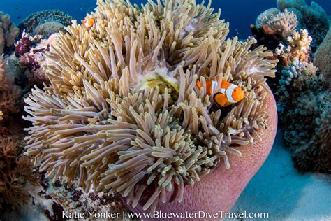 Diving in Tubbataha Reef, Philippines - Bluewater Dive Travel