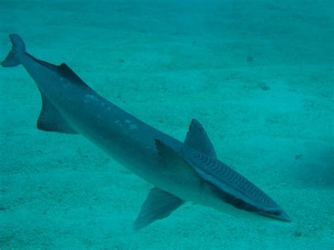 Common Remora | Project Noah