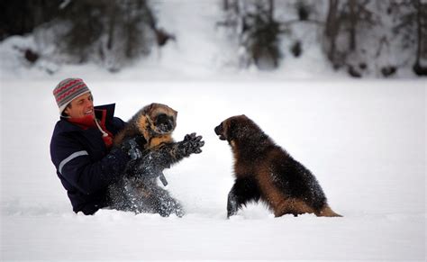 Wolverine: Chasing the Phantom | Photo Gallery | Nature | PBS