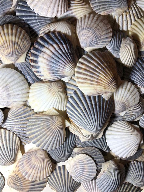 SCALLOP SHELLS Sea Shells Shells Craft Beach Decor Nautical Diy Centerpiece Found on the Beaches ...