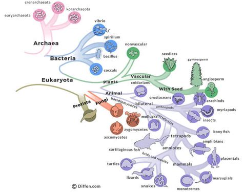 Archaea vs Bacteria - Difference and Comparison | Diffen