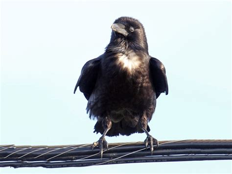 Chihuahuan Raven - eBird