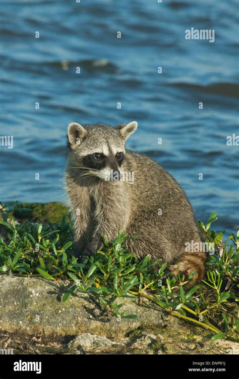 Pygmy Raccoon (Procyon pygmaeus) Critically endangered, Cozumel Island ...