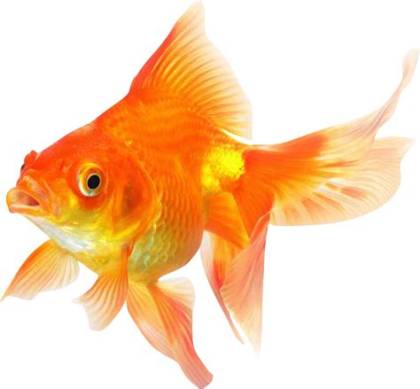 Goldfish Transparent Images - PNG Play