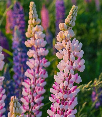 Top 10 Lavender Plants | Lavender Plants Benefits and Care Tips – Plantlane