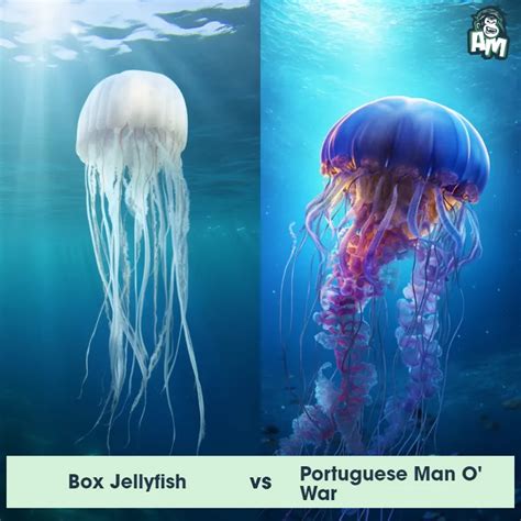 Box Jellyfish: Predator-Prey Interactions, Fights, and Aggressive Behaviors | Animal Matchup