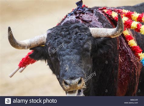 Bull Fight Dead Stock Photos & Bull Fight Dead Stock Images - Alamy