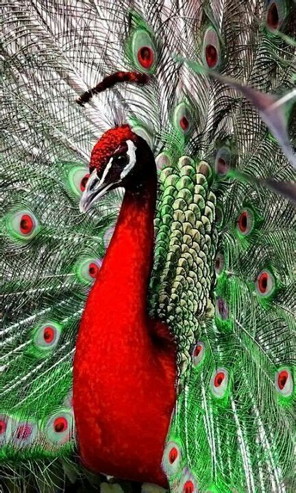 144 Best Beautiful peacocks images | Peacock, Peafowl, Bird feathers