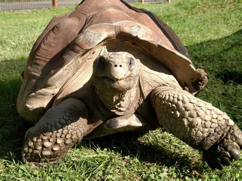 Galapagos tortoise - Potawatomi Zoo