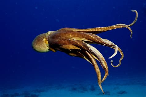 Octopus Free Swimming 2 | howard4113 | Flickr