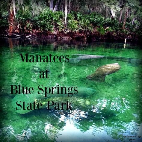 Manatees at Blue Spring State Park - An Adventurer's Life for Me