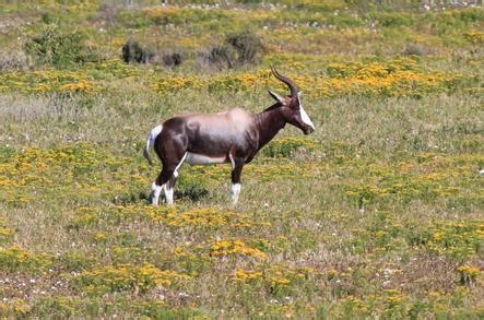 Wildlife of the West Coast National Park, South Africa