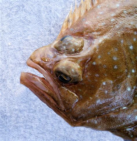 Foureye Flounder | Mexico – Fish, Birds, Crabs, Marine Life, Shells and ...