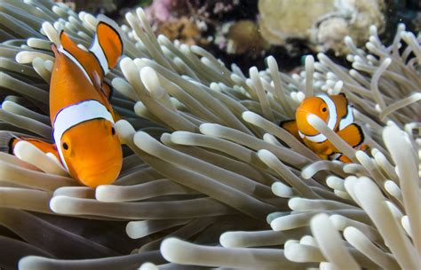 Sea Anemone and Clownfish: Behind the Scenes of an Iconic Friendship