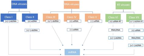 Viruses | Free Full-Text | A Glimpse on the Evolution of RNA Viruses: Implications and Lessons ...