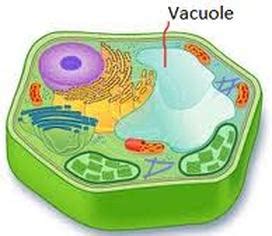 Vacuoles - Plant Cells - Organelles