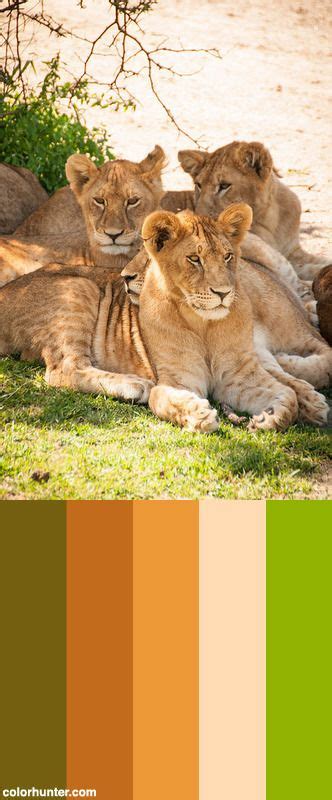 Safari-3181 Color Palette | Safari theme nursery, Safari design, Safari