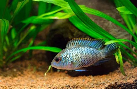 Blue Acara 101: Care, Diet, Tank Size, Tank Mates & More - Aquarium Part