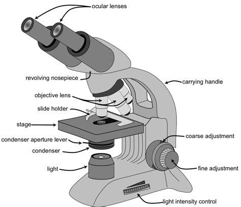 Microscopy Lab — The Biology Primer