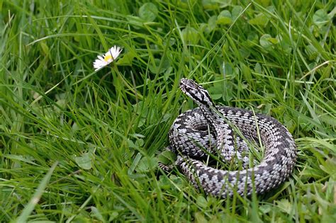 Snake Viper General Vipera - Free photo on Pixabay