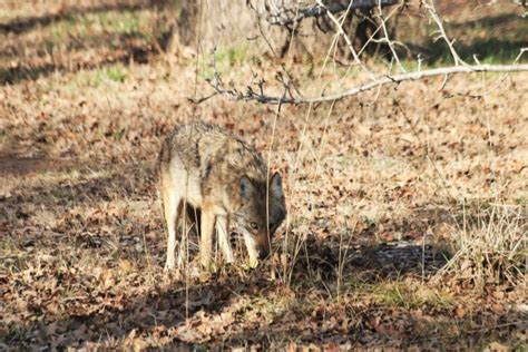 Coyote Hunting In Winter Free Stock Photo - Public Domain Pictures