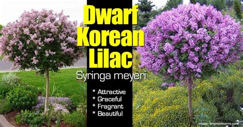 Dwarf Korean Lilac Attractive Shrub with Grace, Fragrance and Beauty