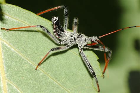 Wheel Bug Nymph - Arilus cristatus - BugGuide.Net