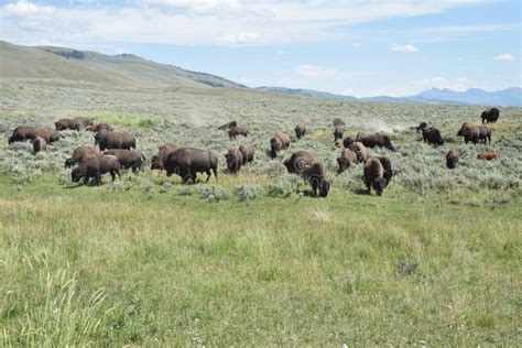 Bison Herd at Lamar Valley Yellowstone National Park Stock Photo ...