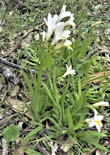 freesia-hybrid-2 | Friends Chiltern Mt Pilot NP | Flickr