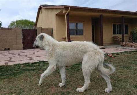 Irish Wolfhound Puppy for Sale - Adoption, Rescue for Sale in Prescott ...