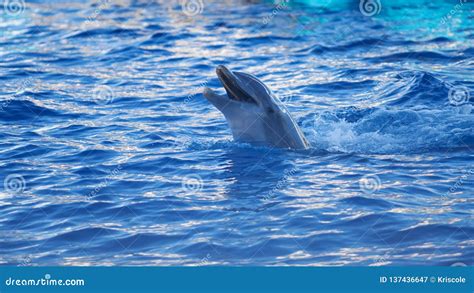 Dolphinarium, Dolphin Show. Funny Laughing Dolphin Royalty-Free Stock Photography ...