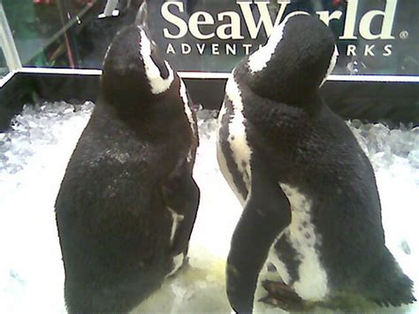 free the penguins! | Discovery Education Booth Boston, MA. | debaird™ | Flickr