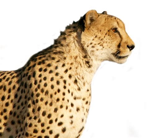 Cheetah Face Transparent - 17574 - TransparentPNG