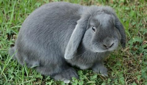 Mini Lop Rabbit: Diet | Size | Breeding | Housing | Care Guide | Hutch and Cage