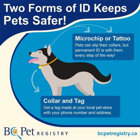 8 Benefits of Microchipping Your Pet | Healthcare for Pets | Pets, Losing a pet, Pet safe