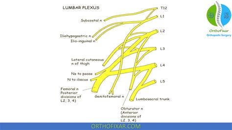 Femoral Nerve Stretch Test | OrthoFixar 2024