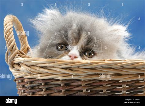 Persian kitten in basket Stock Photo - Alamy